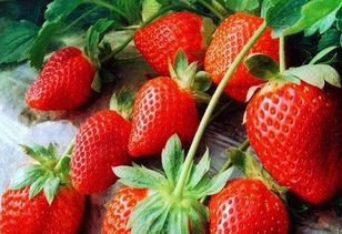 根好的草莓你还愁草莓的产量吗