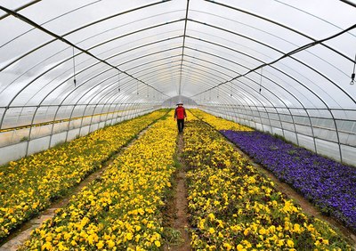 发展花卉产业助增收