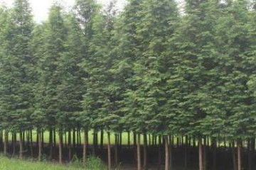 贵州8公分水杉之苗木移植后如何管理养护