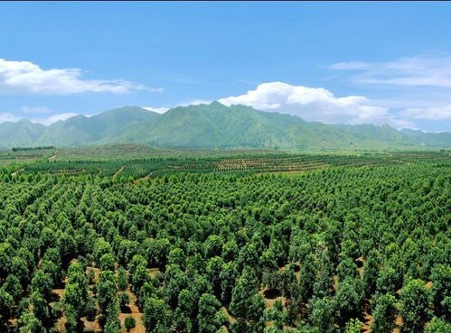 西藏自治区苗木种植公司优秀企业推荐公示