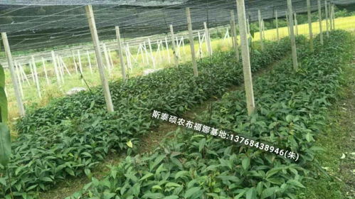 桂林斯泰硕农农业科技有限公司 布福娜 黑老虎 育苗及苗木移栽种植管理技术