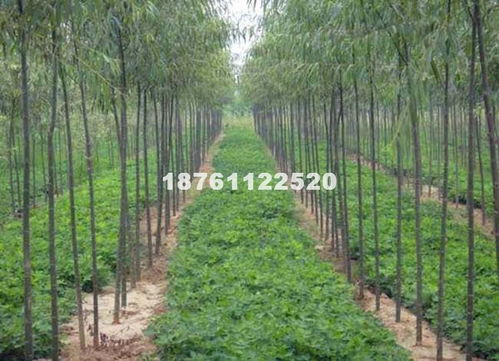 竹柳 沭阳县卉友苗木种植专业合作社