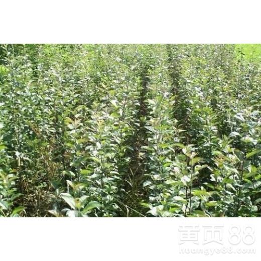 【河北专业从事苹果苗种植基地苹果苗木增鑫园艺】- 