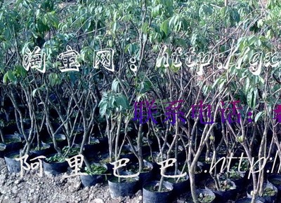 灵山县武利镇永兴苗木种植场 专栏