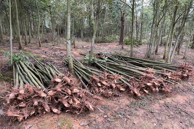 黄沙镇:苗木种植振兴乡村经济