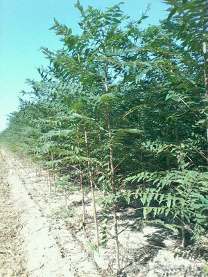 利农苗木种植基地大量供应各种规格千头椿 椿树