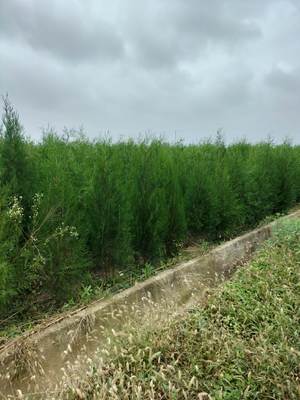 新疆侧柏基地 新疆侧柏苗木种植基地