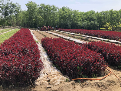 紫叶矮樱苗木种植基地 杯苗地苗 工程绿化苗木