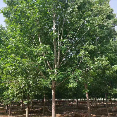 速生白蜡 白蜡基地直销 园林绿化苗木种植 11公分白蜡 速生白蜡苗价格-济宁心悦苗木种植专业合作社